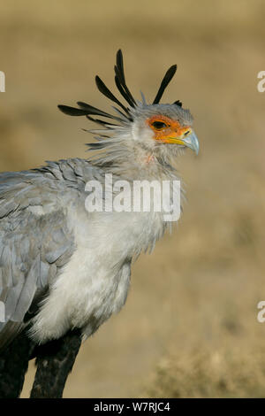 Segretario bird (Sagittarius serpentarius) ritratto, Masai-Mara Game Reserve, Kenya Foto Stock