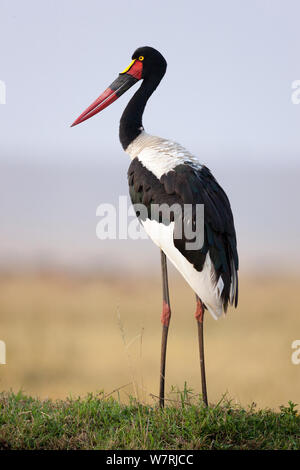 A sella fatturati stork (Ephippiorynchus senegalensis) profilo femmina, Masai-Mara Game Reserve, Kenya Foto Stock