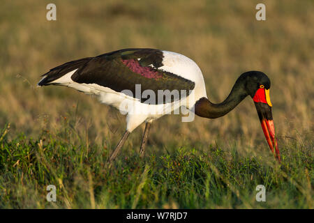 A sella fatturati stork (Ephippiorynchus senegalensis) femmina rovistando, Masai-Mara Game Reserve, Kenya Foto Stock