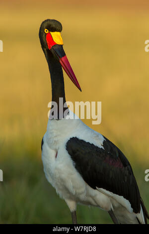 A sella fatturati stork (Ephippiorynchus senegalensis) ritratto femminile, Masai-Mara Game Reserve, Kenya Foto Stock