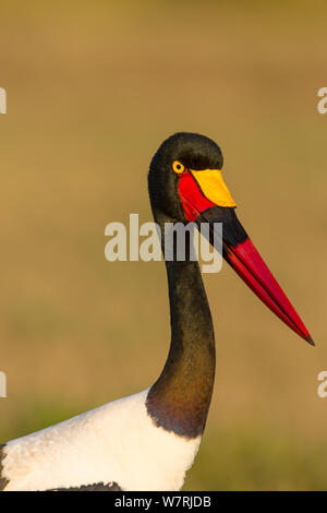 A sella fatturati stork (Ephippiorynchus senegalensis) ritratto femminile, Masai-Mara Game Reserve, Kenya Foto Stock