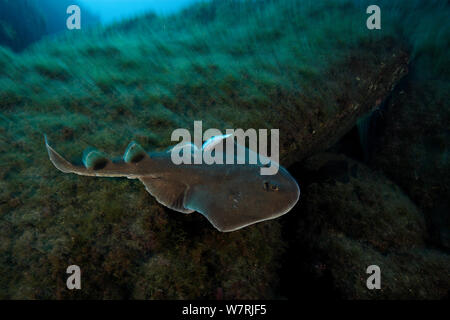 Giant electric ray (Narcine entemedor) San Benedicto, Revillagigedo / Socorro Islands, Messico, Oriente Oceano Pacifico Foto Stock