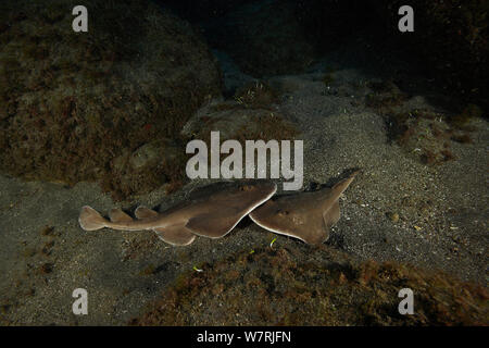 Gigante raggi elettrico (Narcine entemedor) San Benedicto, Revillagigedo (Socorro) Isole, Messico, Oriente Oceano Pacifico Foto Stock