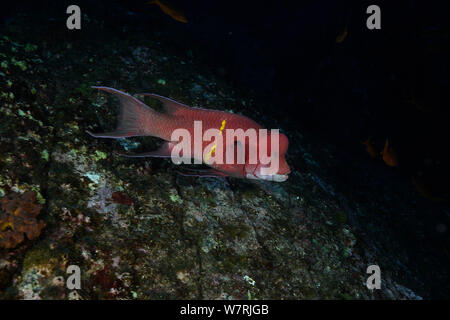 Maschio hogfish messicano (Bodianus diplotaenia) San Benedicto, Revillagigedo (Socorro) Isole, Messico, Oriente Oceano Pacifico Foto Stock