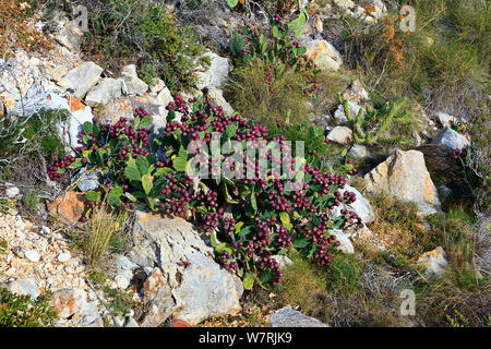 Cati nel settore della frutta sulla scogliera a Cap de la Neu, Javea, Spagna Foto Stock