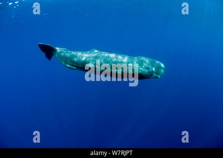 Capodoglio (Physeter macrocephalus) di vitello, isola Pico, Azzorre, Portogallo, Oceano Atlantico Foto Stock