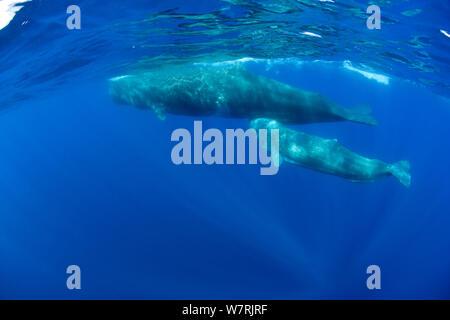 Capodoglio (Physeter macrocephalus) madre e del polpaccio, isola Pico, Azzorre, Portogallo, Oceano Atlantico Foto Stock