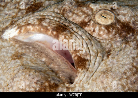 Dettaglio dell'Occhio di Tasselled wobbegong (Eucrossorhinus dasypogon) Cendana Jetty, isola di Waigeo Raja Ampat, Irian Jaya, Papua occidentale, in Indonesia, Oceano Pacifico Foto Stock