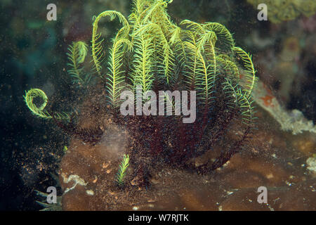 Crinoide (Crindoea) la deposizione delle uova grandi quantità di uova in acqua, Cendana Jetty, isola di Waigeo Raja Ampat, Irian Jaya, Papua occidentale, in Indonesia, Oceano Pacifico Foto Stock