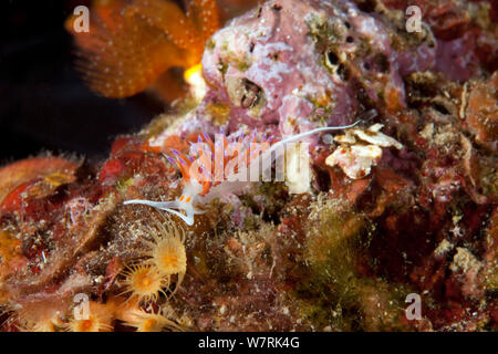 Nudibranch (Cratena peregrina) Isola d Ischia, Italia, Mar Tirreno, Mediterranea Foto Stock