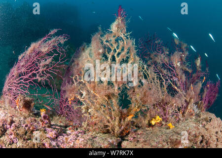 Seafan rosso (Paramuricea clavata) danneggiato dall'alta temperatura dell'acqua, coperte con alghe, Isola d Ischia, Italia, Mar Tirreno, Mediterranea Foto Stock