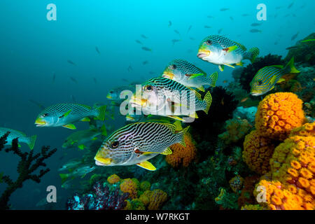 Secca di Diagonal-Banded sweetlips (Plectorhinchus lineatus) sito di immersione: Mike's punto, Kri island, Raja Ampat, Irian Jaya, Papua occidentale, in Indonesia, Oceano Pacifico Foto Stock