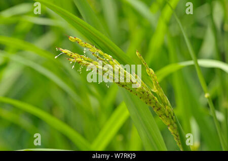 Asian riso (Oryza sativa) cresce in un giardino botanico, Cornwall, Inghilterra, Regno Unito, Luglio. Foto Stock