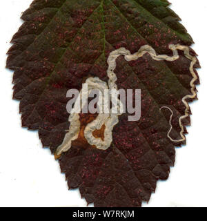 Sentiero a sinistra in un Rovo foglie da larve di un pigmeo eyecap tarma (Stigmella aurella), digitalizzati su uno scanner a superficie piana, Surrey, Inghilterra, Regno Unito. Foto Stock