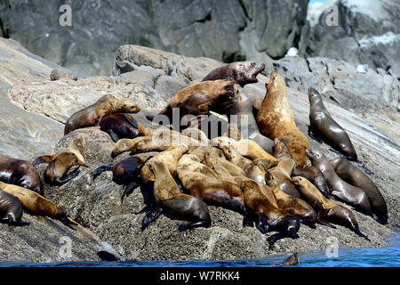 Due maschio Steller leoni di mare (Eumetopias jubatus) lotta tra un gruppo di femmine e cuccioli tirata fuori in un rookery, Prince Rupert, British Columbia, Canada, a giugno. Foto Stock