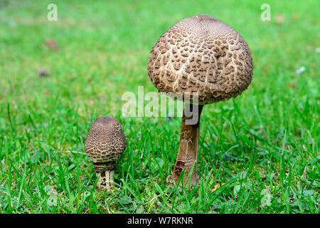 Due Parasol funghi (Macrolepiota procera) che cresce in un campo, Alsazia, Francia, settembre. Foto Stock