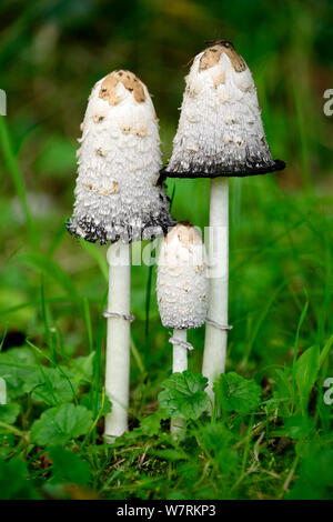 Tre Shaggy copertura di inchiostro funghi Coprinus comatus) che cresce in un campo, Alsazia, Francia, ottobre. Foto Stock