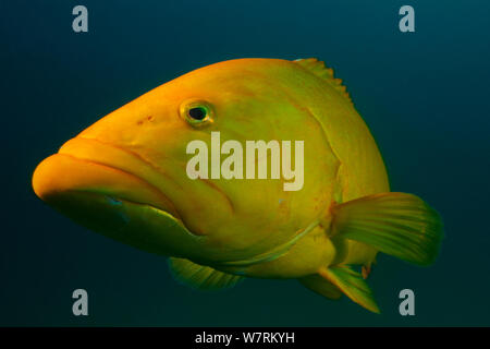 Leopard raggruppatore (Mycteroperca rosacea), giallo morph, IUCN vulnerabili, Cabo Pulmo, il Parco Nazionale del Mare di Cortez (Golfo di California), Messico, Luglio Foto Stock