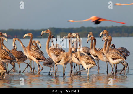 American flamingo (Phoenicopterus ruber) juveniles con gli adulti di volare al di sopra, Ria Lagartos Riserva della Biosfera, la penisola dello Yucatan, Messico, Agosto Foto Stock