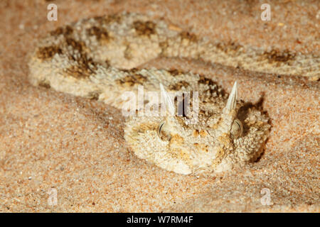 Africa vipera cornuta (Cerastes cerastes), captive. Foto Stock