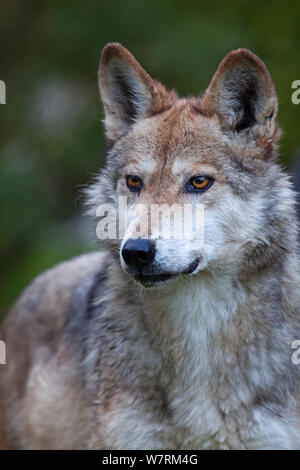 Lupo messicano (Canis lupus baileyi), sottospecie messicano, probabilmente estinto nel selvaggio, captive. Foto Stock