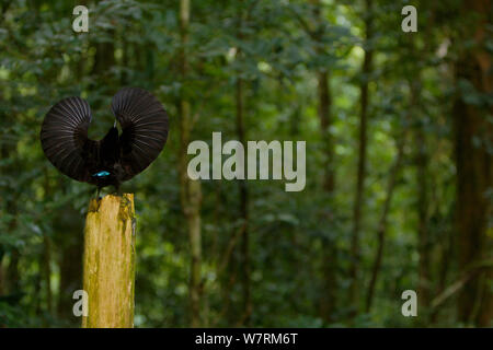 Victoria's Riflebird (Ptiloris victoriae) maschio eseguendo una diffusione ali display per cercare di attirare una femmina giù per il suo pesce persico. Altopiano di Atherton, Queensland, Australia. Foto Stock