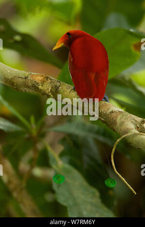 Re uccello del paradiso (Cicinnurus regius) maschio, Nuova Guinea Foto Stock
