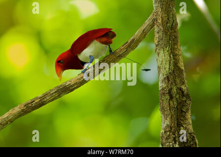 Re uccello del paradiso (Cicinnurus regius) maschio, Nuova Guinea Foto Stock