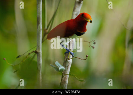 Re uccello del paradiso (Cicinnurus regius) maschio con un frutto nel suo becco. Nuova Guinea Foto Stock