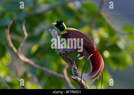 Red uccello del paradiso (Paradisaea rubra) maschio, Raja Ampat, Indonesia Foto Stock