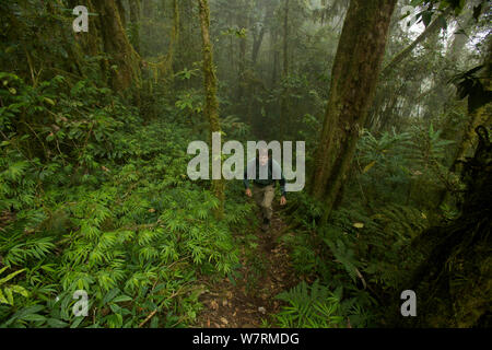 La foresta pluviale montane a 2000 m di altitudine con il fotografo Tim Laman escursionismo. Monti Arfak, Nuova Guinea, Agosto 2009. Foto Stock