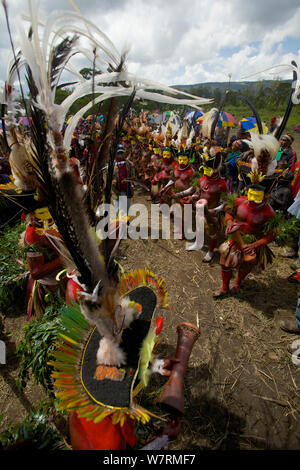 Huli 'singsing' danza cerimonia. Huli wigmen indossando capelli Parrucche e piume di vari uccelli del paradiso e altre specie di uccelli. Tari Valley, Southern Highlands Provincia, Papua Nuova Guinea. Novembre 2010 Foto Stock