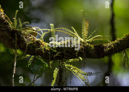 Gara di felci e muschi su liana nella foresta pluviale, Andasibe Mantadia National Park, Madagascar, Africa Foto Stock