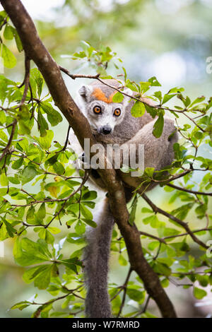 Lemure coronato (il Eulemur coronatus) femmina sul ramo, a nord del Madagascar, Africa Foto Stock