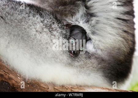 (Indri Indri Indri Indri) con appoggio baby, foresta pluviale, East-Madagascar, Africa Foto Stock