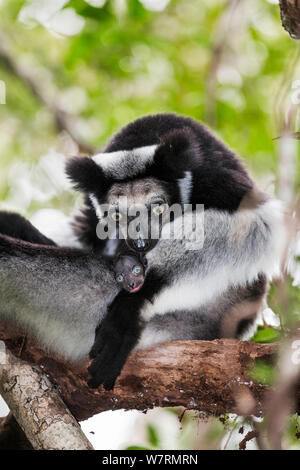 (Indri Indri Indri Indri) toelettatura del bambino nella foresta pluviale, East-Madagascar, Africa Foto Stock