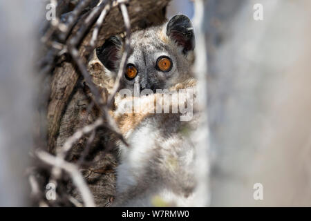 Bianco-footed lemure sportive (Lepilemur leucopus) sulla struttura ad albero, Berenty riserva, a sud del Madagascar, Africa Foto Stock