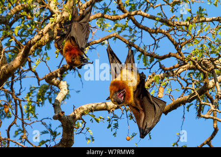 Volpi volanti (Pteropus rufus) sono ' appollaiati nella struttura ad albero di Tamarindo (Tamarindus indica), riserva Berenty, Sud del Madagascar, Africa Foto Stock