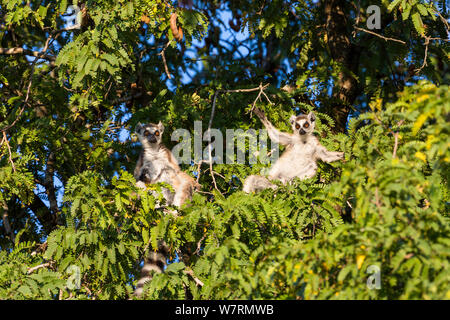 Ringtailed lemuri (Lemur catta) prendere il sole nella struttura ad albero di tamarindo, Berenty Riserva, Madagascar, Africa Foto Stock