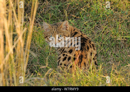 Nero-footed Cat (Felis nigripes) Sud Africa, captive.