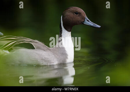 Northern pintail (Anas acuta) maschio in allevamento piumaggio, prigionieri Vogelpark Marlow, Germania, maggio. Foto Stock