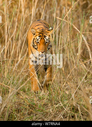 Tigre del Bengala (Panthera tigris tigris) femmina, passeggiate territorio, Parco Nazionale di Kanha, Madya Pradesh, India Foto Stock