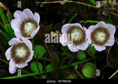 Bog pimpernel (Anagallis tenella) in fiore. Studland Heath, Dorset, Regno Unito Luglio Foto Stock