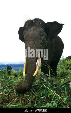 Elefante di Sumatra (Elephas maximus sumatranus) ritratto, Sumatra. In pericolo critico Foto Stock