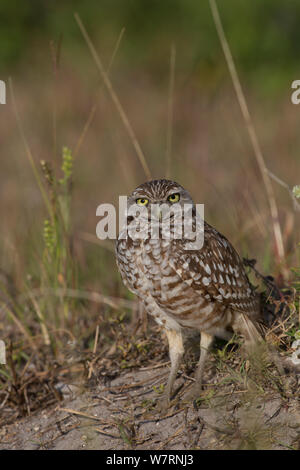 Florida scavando la civetta (Athene cunicularia floridana) vicino scavano, Cape Coral, Florida, Stati Uniti d'America Foto Stock