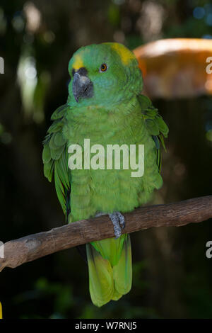 Yellow-Naped Amazon Parrot (Amazona auropalliata) captive, da S. Messico a NW Costa Rica, specie vulnerabili. Foto Stock