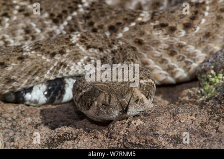 Western Diamondback Rattlesnake (Crotalus atrox) seconda più grande serpente velenoso in Nord America, Deserto Sonoran, Mesa, Arizona, Stati Uniti d'America Foto Stock