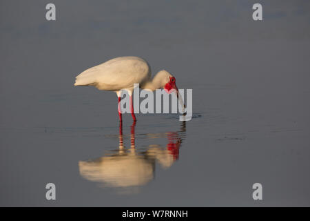 Bianco (Ibis Eudocimus albus) in allevamento piumaggio, la cattura di un anguilla-come pesci in fondali bassi di Tampa Bay a bassa marea, San Pietroburgo, Florida, Stati Uniti d'America Foto Stock