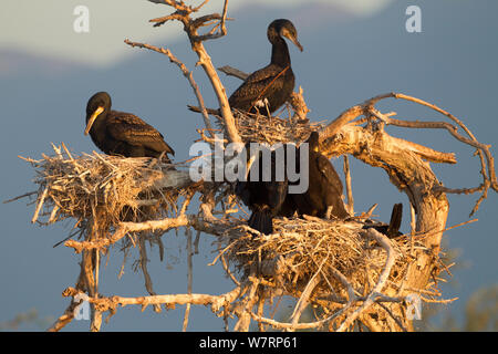 Cormorano Phalacrocorax carbo sinensis (Phalocrocorax carbo) che nidifica in un albero morto. Il lago di Kerkini, Grecia. Maggio. Foto Stock