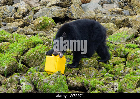 Isola di Vancouver black bear (Ursus americanus vancouveri) investigando videocamera remota, l'isola di Vancouver, British Columbia, Canada, Settembre. Foto Stock